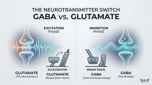Infographic of how GABA vs Glutamate operates in the body.