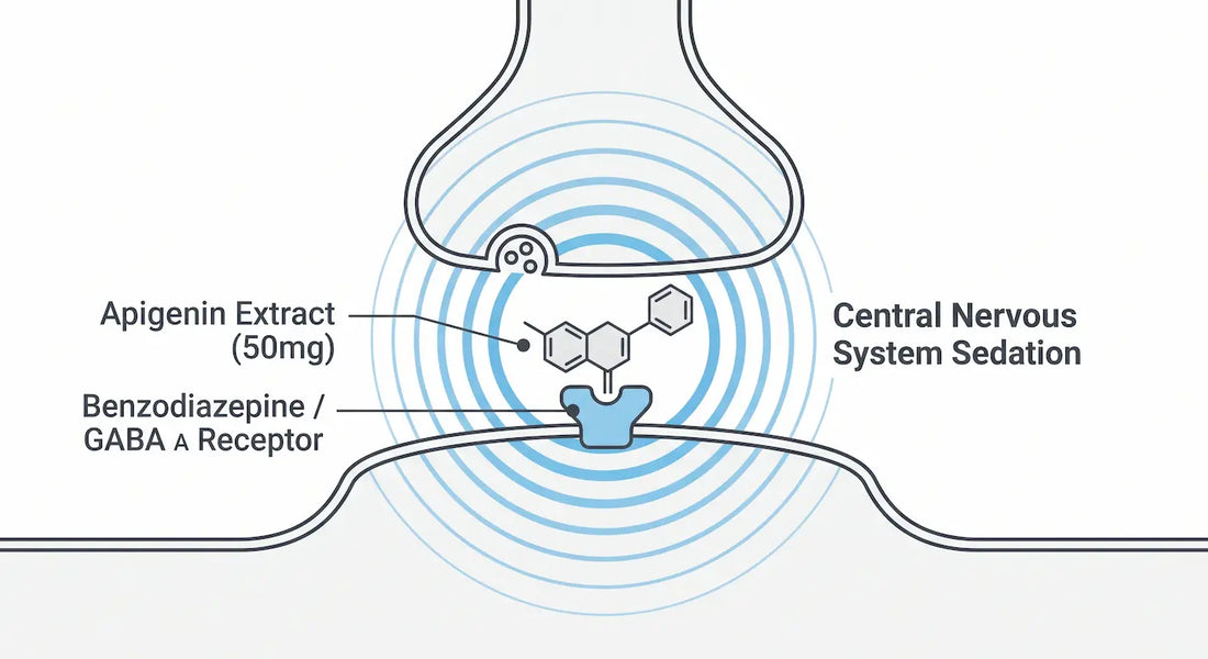 Conceptual medical diagram illustrating how the botanical extract Apigenin binds to benzodiazepine receptors to stimulate GABA and sedate the nervous system.