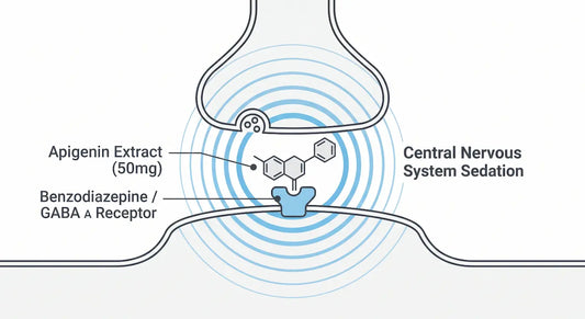 Conceptual medical diagram illustrating how the botanical extract Apigenin binds to benzodiazepine receptors to stimulate GABA and sedate the nervous system.