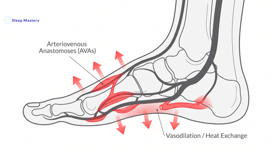 Medical illustration of a foot cross-section showing Arteriovenous Anastomoses (AVAs) expanding to dissipate body heat, a key biological mechanism in the hot sleeper protocol.