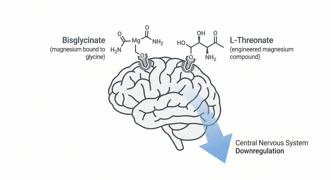 Conceptual clinical diagram illustrating Magnesium Bisglycinate and L-Threonate successfully binding to neurological receptors to downregulate the central nervous system.