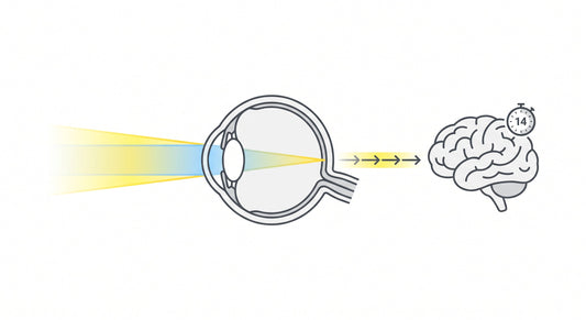Conceptual clinical diagram illustrating the connection between morning sunlight entering the eye and the biological timer regulating the master circadian clock.