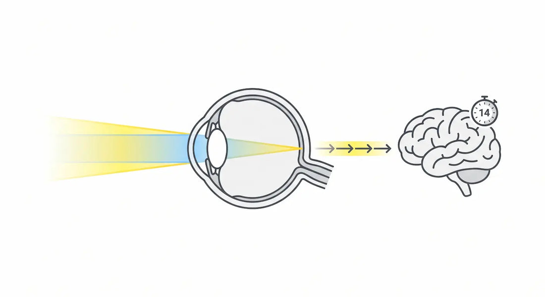 Conceptual clinical diagram illustrating the connection between morning sunlight entering the eye and the biological timer regulating the master circadian clock.