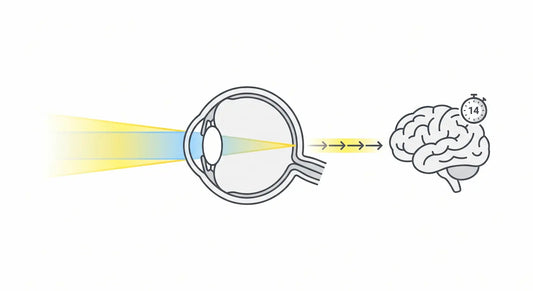 Conceptual clinical diagram illustrating the connection between morning sunlight entering the eye and the biological timer regulating the master circadian clock.