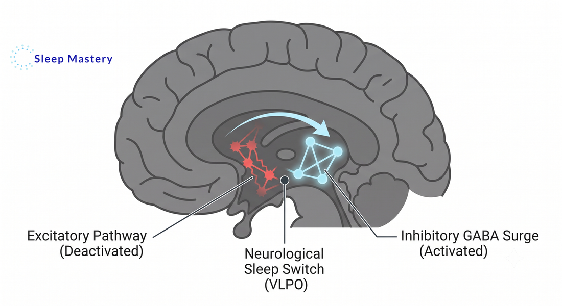 Clinical medical diagram illustrating the neurological sleep switch, demonstrating the deactivation of excitatory pathways and the activation of the inhibitory GABA surge required for sleep onset.