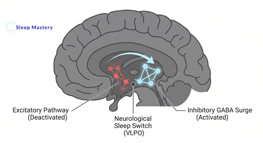 Clinical medical diagram illustrating the neurological sleep switch, demonstrating the deactivation of excitatory pathways and the activation of the inhibitory GABA surge required for sleep onset.