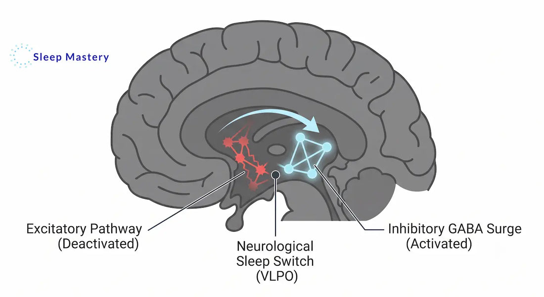 Clinical medical diagram illustrating the neurological sleep switch, demonstrating the deactivation of excitatory pathways and the activation of the inhibitory GABA surge required for sleep onset.